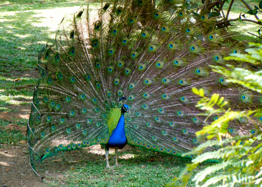 casela park mauritius